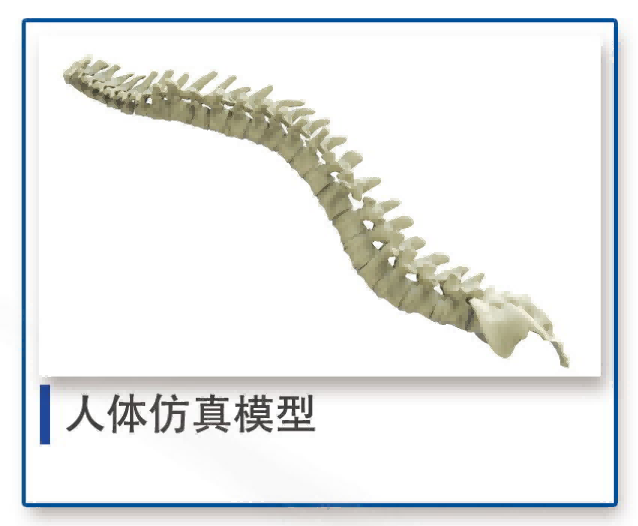人体仿真模型
